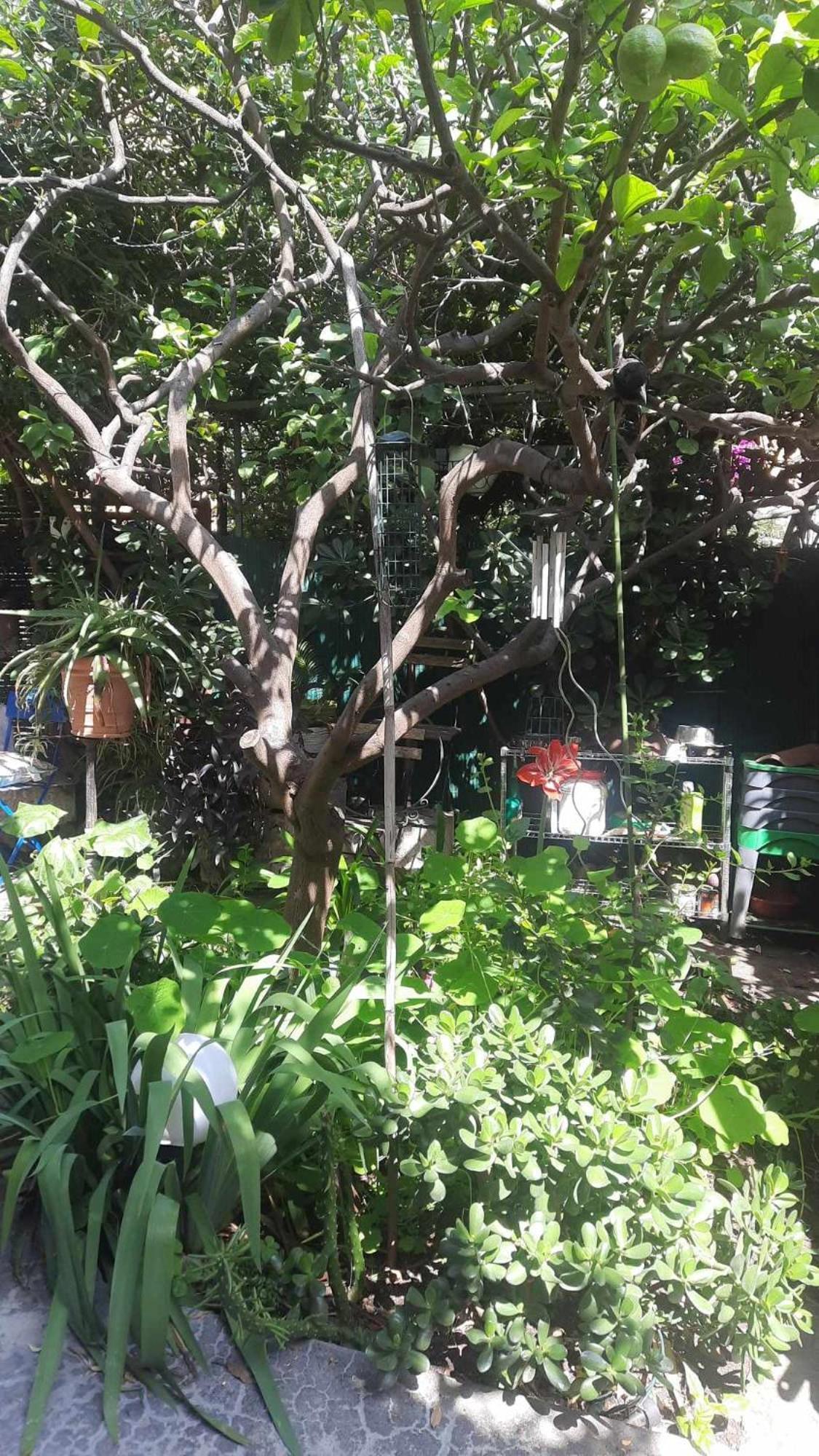 Les Violettes Apartment ม็องตง ภายนอก รูปภาพ